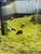 Photography Maynard Hale Lyndon "Playful Ways of Seeing the Sea Ranch" Framed Photograph, Framed For Sale - Image 7 of 12