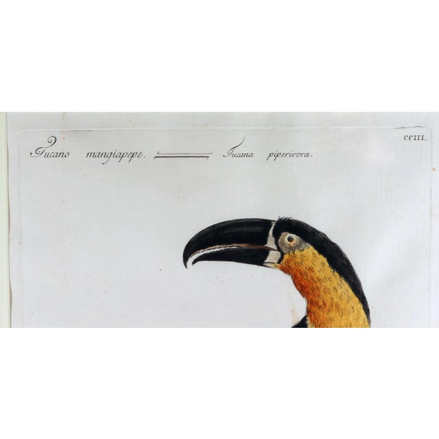 Antique Bird Engraving of a Tucano Mangiapepe by Saverio Manetti For Sale - Image 4 of 7
