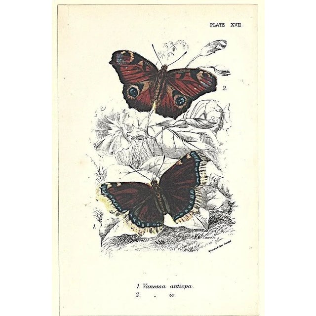 Late 19th Century 1896-97 Set of 2- Antique Butterfly Botanical Chromolithographs For Sale - Image 5 of 5