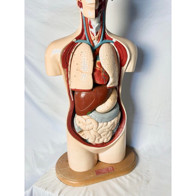 Iconic 75th anniversary special edition (1990) anatomical torso model. Organs are removable and pinned back in place with...