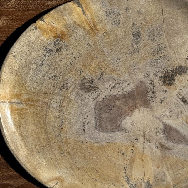 Contemporary Beige Petrified Wood Trinket Tray or Dish, 1980s For Sale - Image 3 of 9