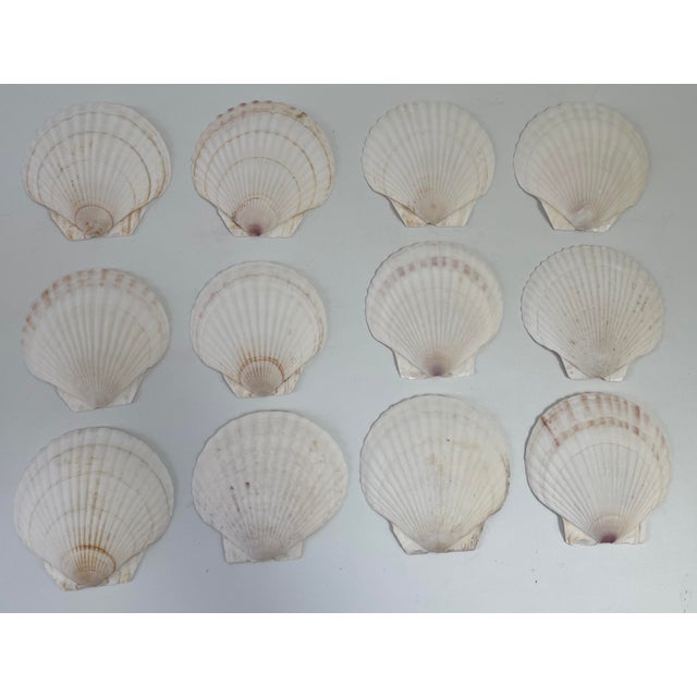 French Natural Serving Sea Shells - Set of 12 For Sale - Image 3 of 5