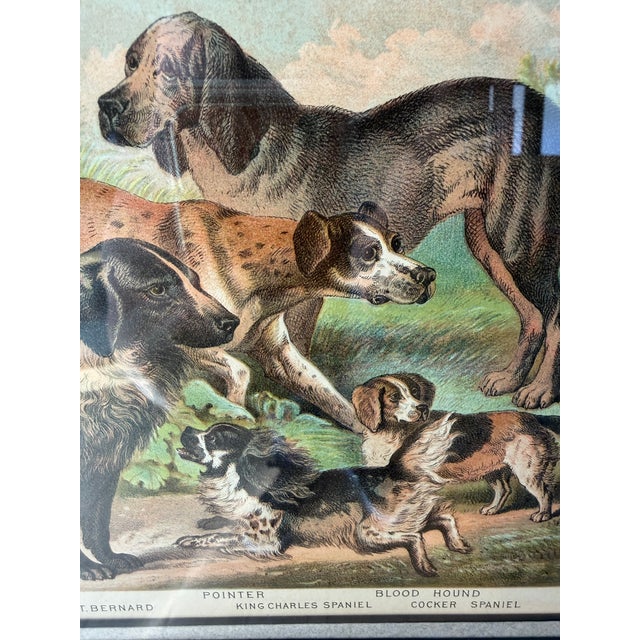 Antique 1889 Chromolithograph Hunting Dogs Foxhound Spaniel Framed For Sale - Image 12 of 12