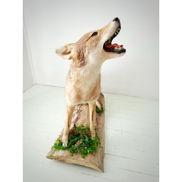 Vintage Full-Body Howling Coyote Taxidermy on Handcrafted Woodland Display Base For Sale In Atlanta - Image 6 of 12