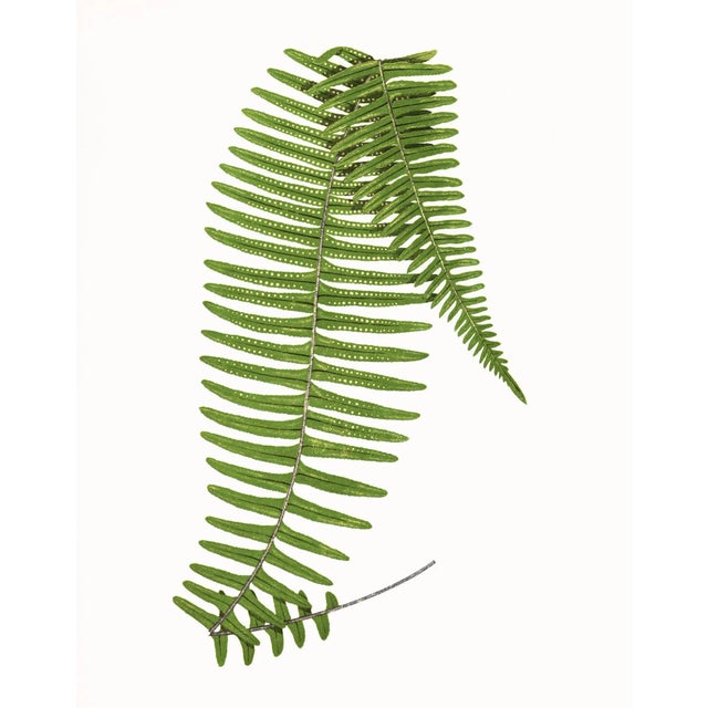 Not Yet Made - Made To Order Reproduction Antique Fern Botanical Unframed Prints- Set of 12 For Sale - Image 5 of 11