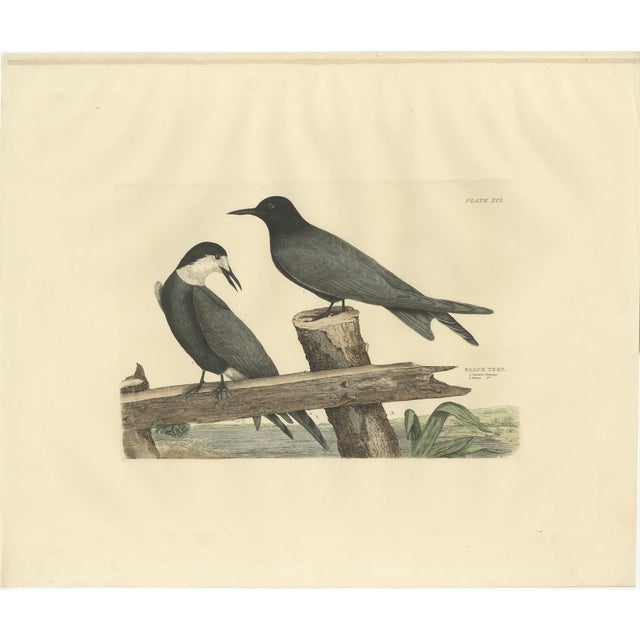Selby, Black Tern in Seasonal Transformation, 1826, Print For Sale