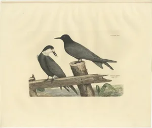 Selby, Black Tern in Seasonal Transformation, 1826, Print
