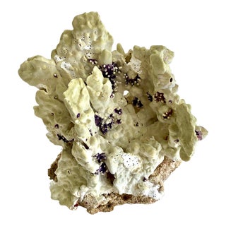 Natural Fire Coral Specimen Coastal Decor For Sale