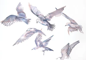 "Seagulls in Flight" Contemporary Original Watercolor Painting by Elizabeth Becker