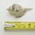 Vintage Italian Genuine Silver 800 Sea Shell Shaped Trinket Box from Florence, 1970s For Sale - Image 12 of 13