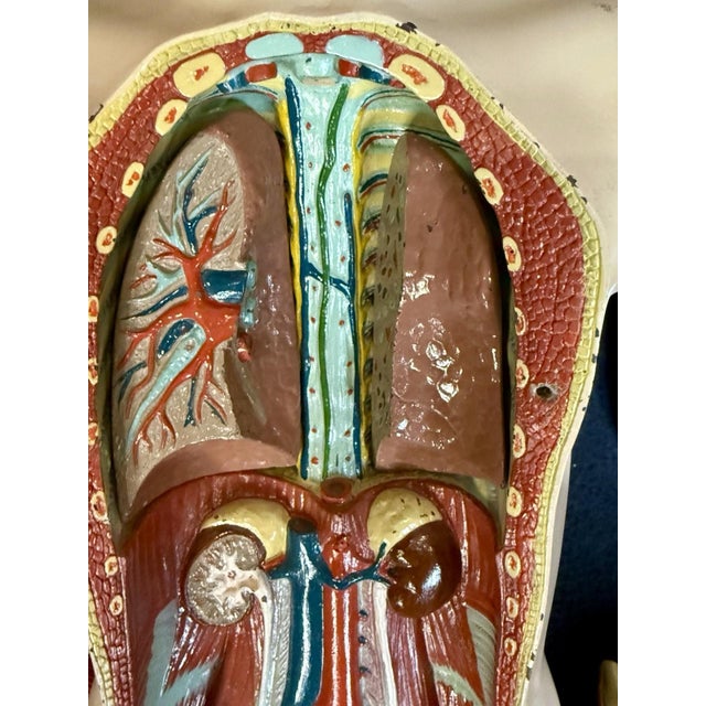 Antique Medical Human Anatomy Dissected Teaching Female German Model Hand Painted For Sale - Image 10 of 18