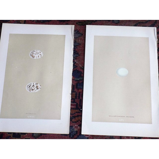 Authentic Antique 19th Century Hand Colored Egg Lithographs - Set of 12 For Sale - Image 4 of 9