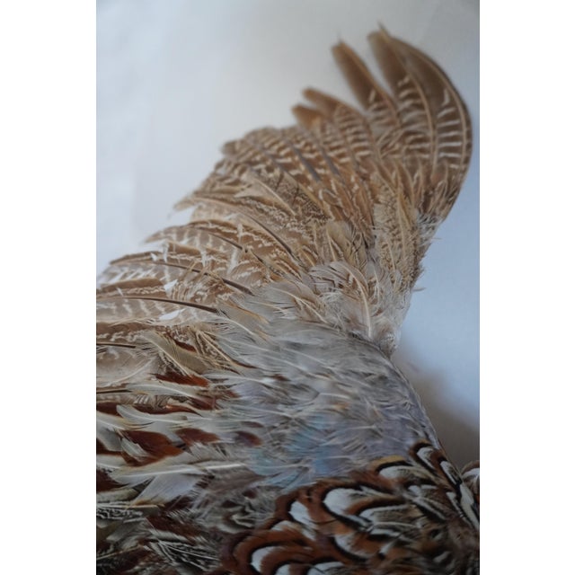 Taxidermy Flying Pheasant For Sale - Image 4 of 15