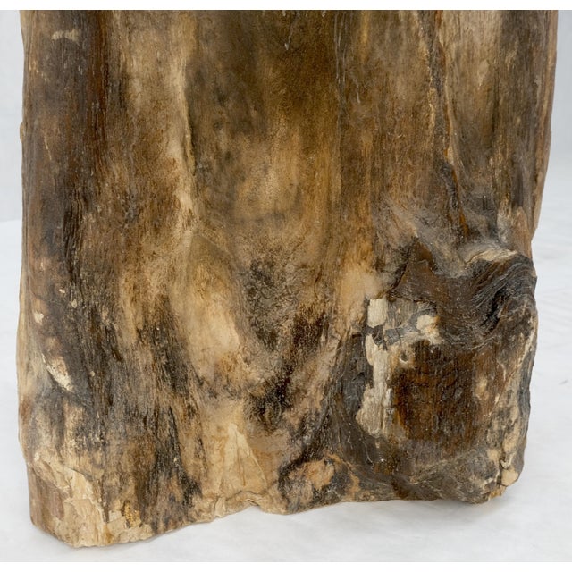 Petrified Wood Organic Shape Multicolor Beige to Black Stand End Table Pedestal