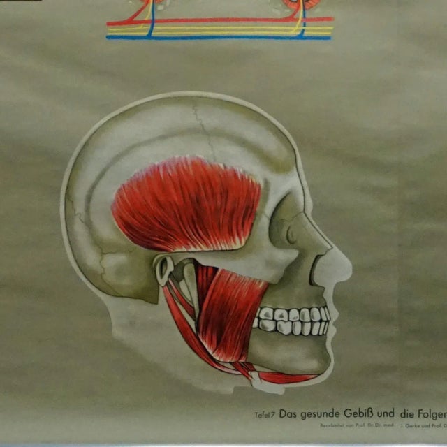 1980s Healthy Teeth Jaw Head Human Body Poster Rollable Wall Chart Print For Sale - Image 5 of 8
