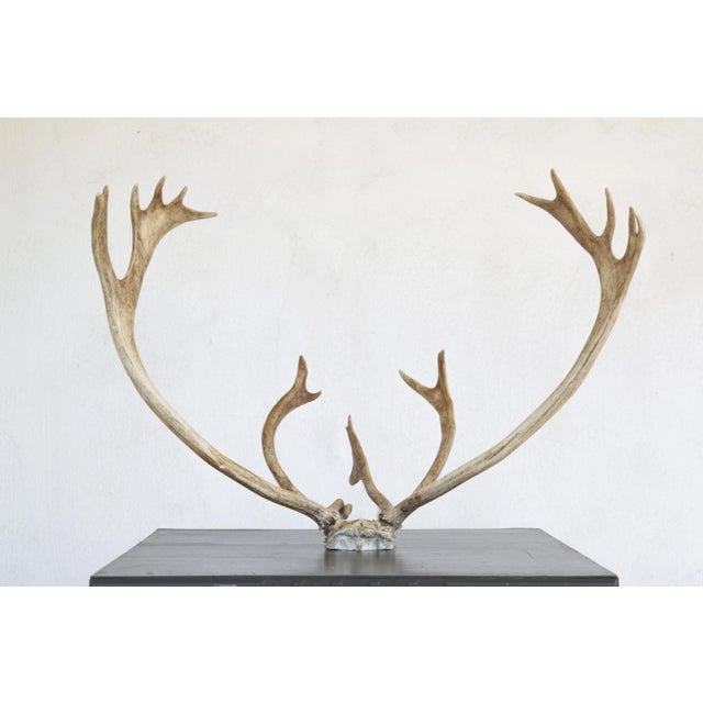 Vintage Scandinavian attached Reindeer Antler Trophy from Northern Sweden. Exceptionally beautiful shape and proportions....
