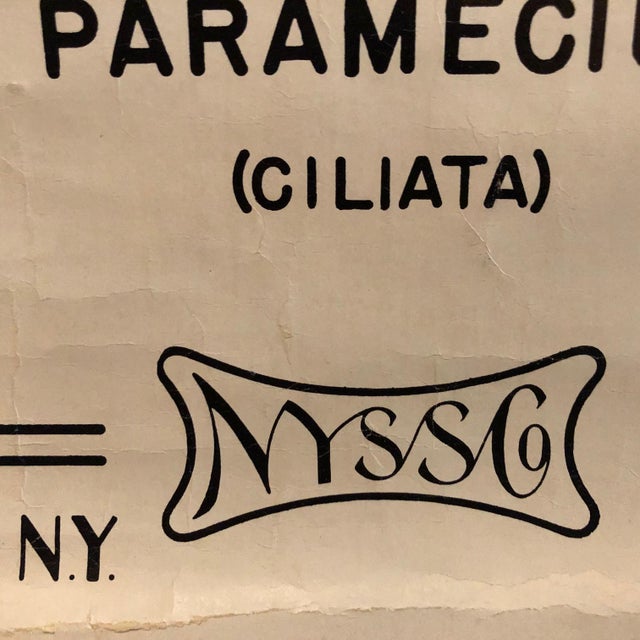 Wood Mid 20th Century Anatomical Protozoa Organisms Rollup Chart by New York Scientific Supply Co. For Sale - Image 7 of 12