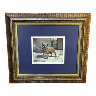Brussels Griffon Champion Framed Print For Sale