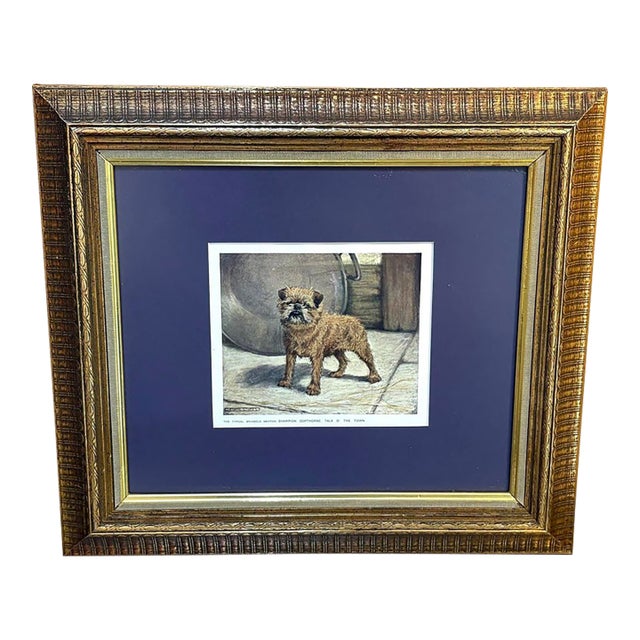 Brussels Griffon Champion Framed Print For Sale