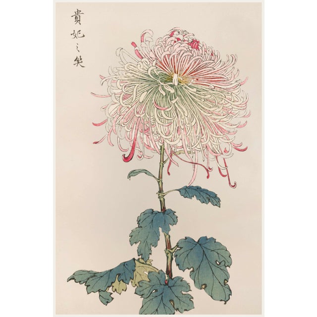 Asian Mum by Hasegawa, Vintage Japanese Botanical Art Print, 24" X 36" For Sale