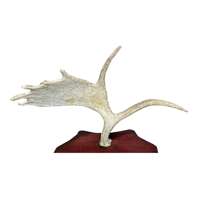 1980s Moose Antler Mount For Sale