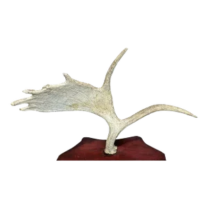 1980s Moose Antler Mount