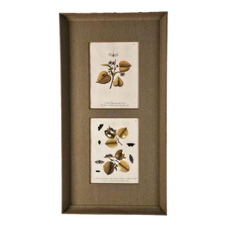 Hand-Colored Engravings of Butterflies and Caterpillars, Early 18th Century For Sale