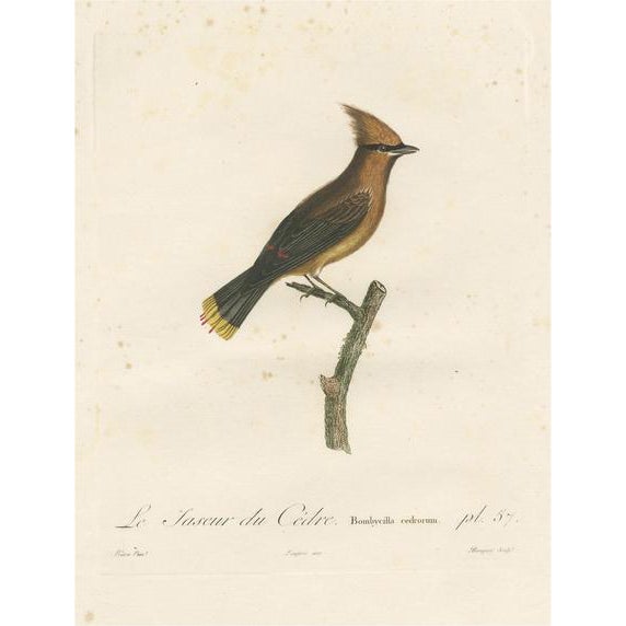 Louis Jean Pierre Vieillot, Cedar Waxwing, Original Handcolored Print For Sale