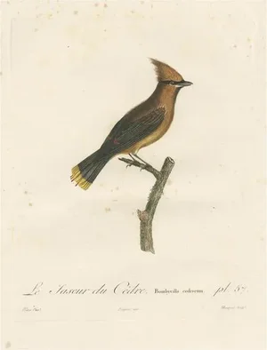 Louis Jean Pierre Vieillot, Cedar Waxwing, Original Handcolored Print