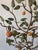 Metal Vintage Mid Century Italian Tole Citrus Tree For Sale - Image 7 of 15