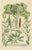 Laburnum and Florae, 1748, Paper For Sale