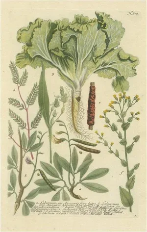 Laburnum and Florae, 1748, Paper