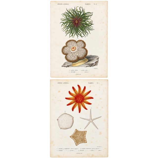 Anemone & Starfish, Original Prints by George Cuvier, 1836 (Set of 2) For Sale - Image 4 of 5