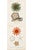 Anemone & Starfish, Original Prints by George Cuvier, 1836 (Set of 2) For Sale - Image 4 of 5