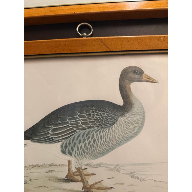 Antique Beverly Morris Original Bean Goose & Grey Lag Goose Framed Prints c.1855 - Set of 2 For Sale - Image 9 of 15