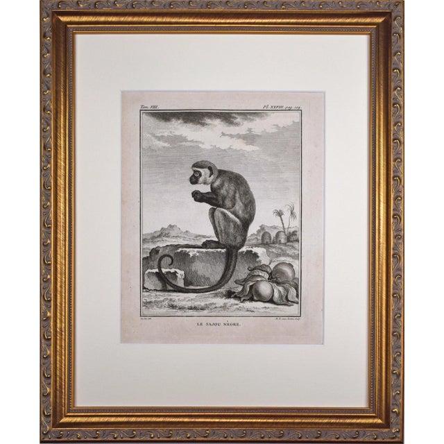 Cream 18th Century Original French Monkey Engraving by Buffon 1789 For Sale - Image 8 of 8