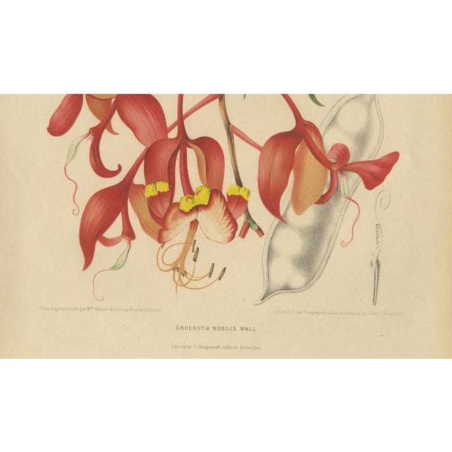 Berthe Hoola van Nooten, Pride of Burma, 1880, Chromolithograph For Sale - Image 4 of 9