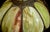 Antique Avocado Ceiling Light Shade With Slag Glass and Bronze Bands For Sale - Image 16 of 18
