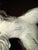 Goebel Dog Schnauzer Fox Terrier, Grey Schnauzer Dog West Germany - For Sale - Image 4 of 4