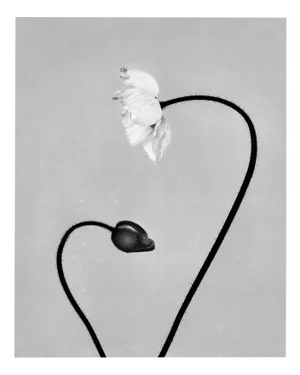 Ugne Pouwell, Poppy, 2023, Photography
