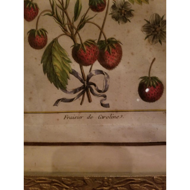 Sculpture Materials 18th Century Strawberry Print For Sale - Image 7 of 9