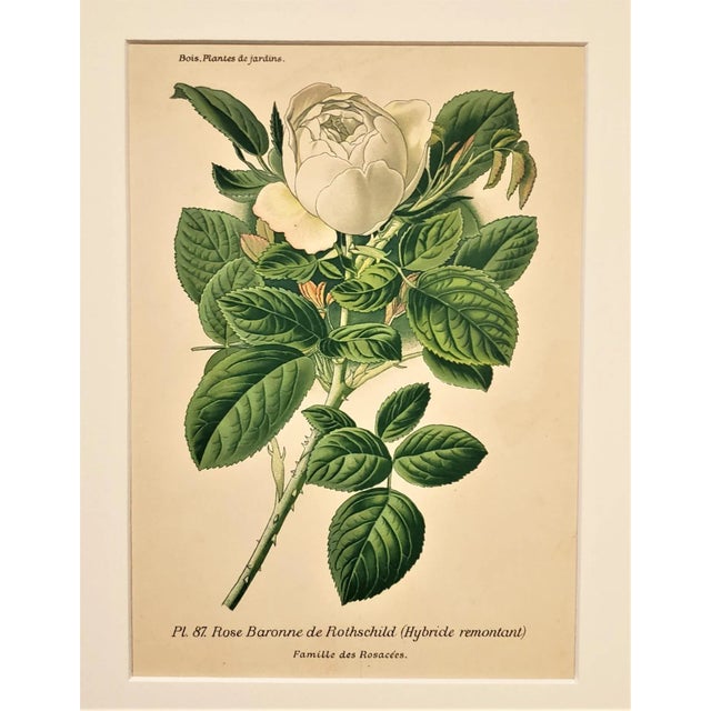 This is a set of 2 matted antique French botanical chromolithographs that date to 1893. They are numbered botanical plates...