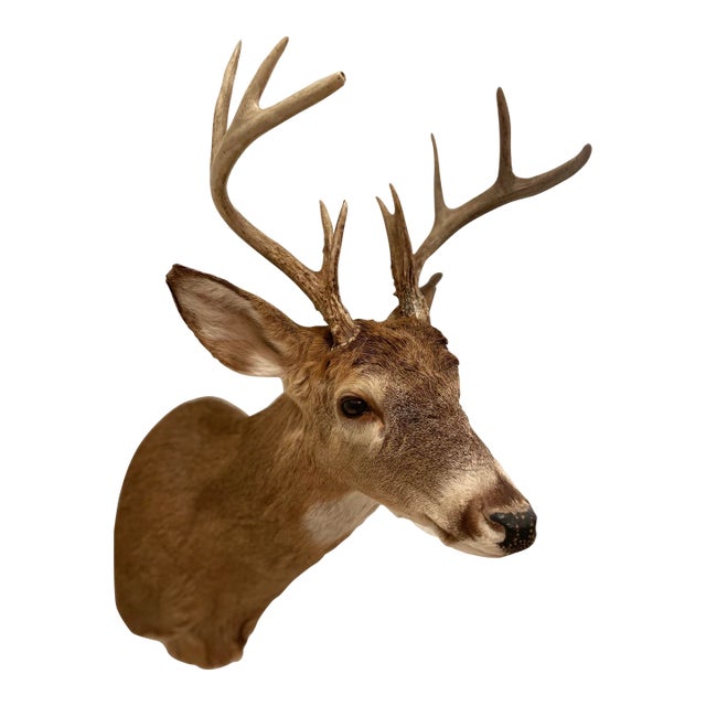 Vintage Taxidermy Deer Head Mount For Sale