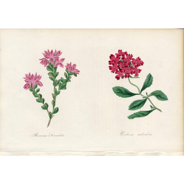 Collection of Sixteen Hand-Colored Botanical Prints by Sir Joseph Paxton, England, Circa 1850 For Sale - Image 4 of 17