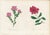Collection of Sixteen Hand-Colored Botanical Prints by Sir Joseph Paxton, England, Circa 1850 For Sale - Image 4 of 17