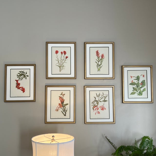 Vintage Botanical Framed Set of 6 - Authentic 1953 Prints For Sale - Image 4 of 6