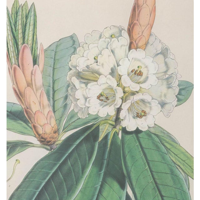 Walter Hood Fitch Botanical Offset Lithographs, 2 For Sale - Image 4 of 16