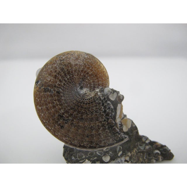 Nautical Genuine Nautilus Fossil Shell Ammonite South Dakota Fox Hills Formation Scaphite For Sale - Image 3 of 10