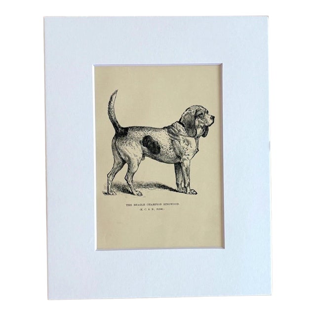 Antique Dog Print in 8 x 10 Mat, ca. 1890: "The Beagle Champion Ringwood" For Sale
