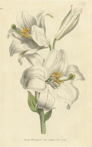 William Curtis, Litium Candidum or White Lily, 1794, Print